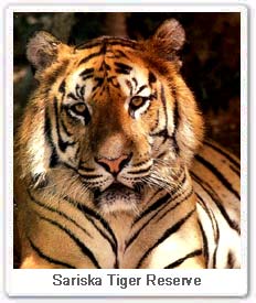 Tigrer in Sariska Tiger Reserve