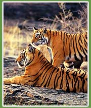 Tiger in Ranthambhore National Park