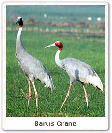 Sarus Cranes