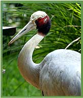 Sarus Crane