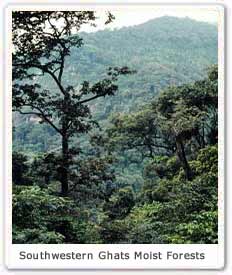 Southwestern Ghats moist forests 