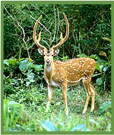 Spotted Deers Mudumalai National Park