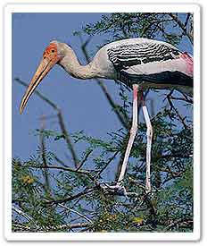 Painted stork in tree Mycteria leucocephala Keoladeo Ghana NP India