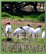 Sultanpur Bird Sanctuary