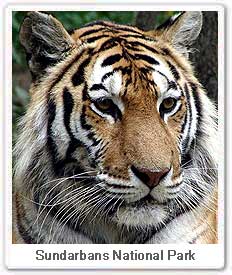 Tiger in Sundarbans National Park