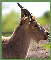 Himalayan Tahr