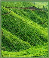 Munnar Tea Gardens