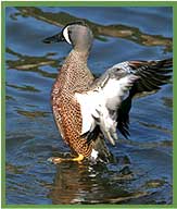 Garganey Teal