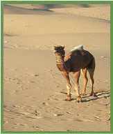 Thar Desert