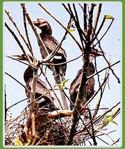 Dudhwa National Park Uttar Pradesh