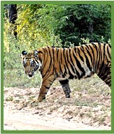 Tiger in Bandhavgarh National Park