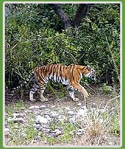 Tiger in Corbett