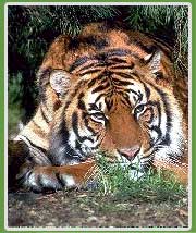 Tiger In Corbett National Park