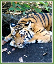 Tiger cub, Kanha Park