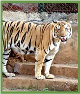 Tiger in Nandankanan Zoo