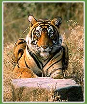Tiger in ranthambhore