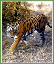 Tiger Ranthambore 