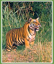 Tiger  in Corbett National Park