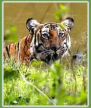 Tiger in Nagarhole National Park