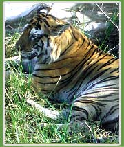 Tiger in Panna National Park