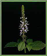 Tulsi Plant