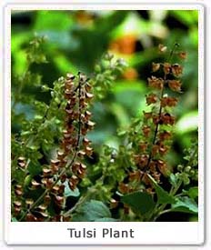 tulsi-plant