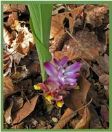 Turmeric Plant