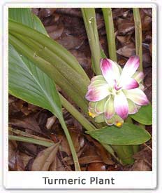 turmeric-plant