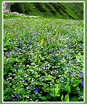 Valley of Flowers