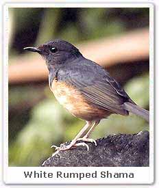 White Rumped Shama Catch Brance In Boskage.The Bird That Call
