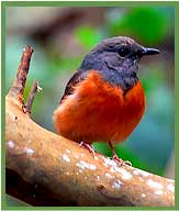 White Rumped Shama